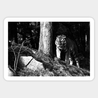 Year of the tiger 2022/6 /  Swiss Artwork Photography Sticker